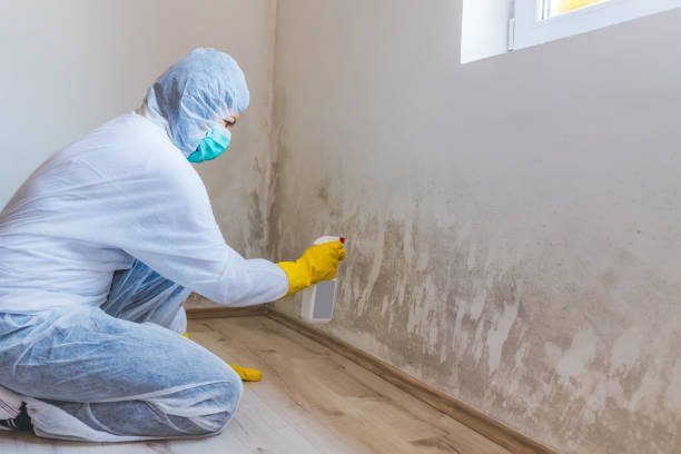 Licensed Basement Mold Remediation service in Tampa, FL - WQB Mold Removal