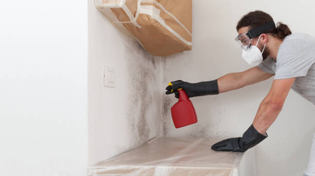 Professional Basement Mold Remediation technician working in Tampa, FL