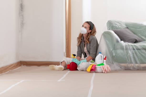 Reliable Basement Mold Remediation contractor in Tampa, FL by WQB Mold Removal